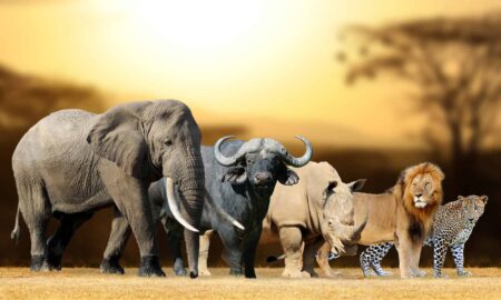 What to Expect on a Kenya Safari: Masai Mara, Big Five, and Beyond
