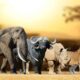 What to Expect on a Kenya Safari: Masai Mara, Big Five, and Beyond
