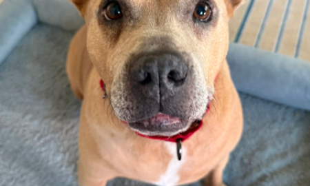 Elon Musk’s New Dog Alert: Meet Moose, The Latest Musk Pack Member