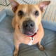 Elon Musk’s New Dog Alert: Meet Moose, The Latest Musk Pack Member