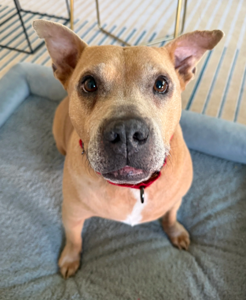 Elon Musk’s New Dog Alert: Meet Moose, The Latest Musk Pack Member