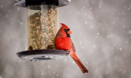 Why Do Some Bird Feeders Attract More Birds Than Others?