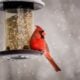 Why Do Some Bird Feeders Attract More Birds Than Others?