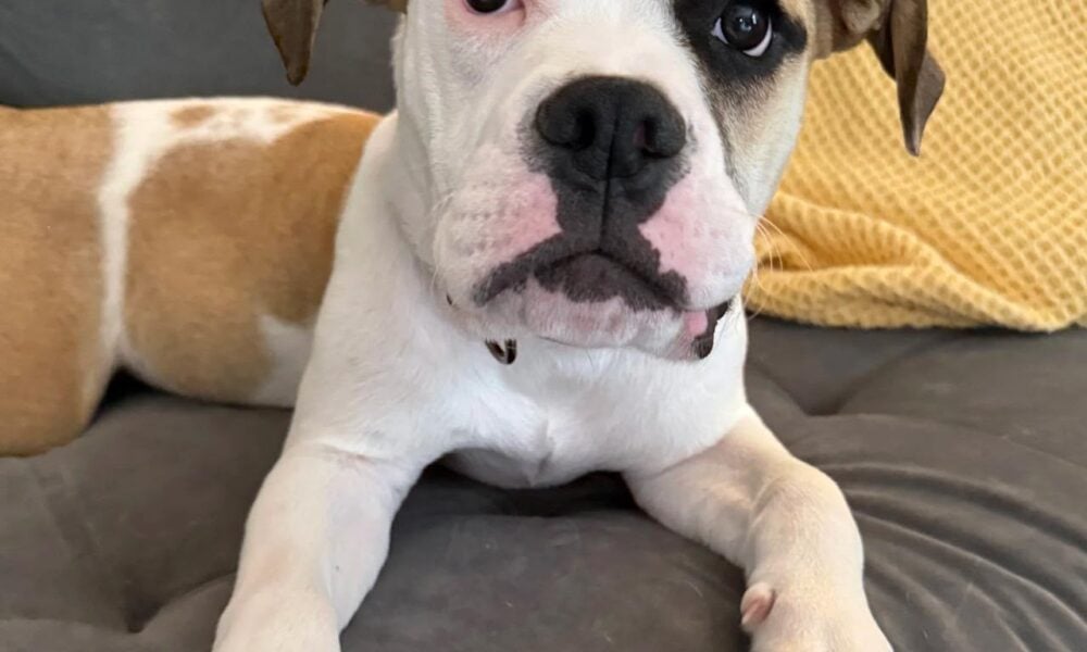 BREAKING: Elon Musk Adopts Rescue Dog Riggs from Happy Hearts Dog Rescue in Austin