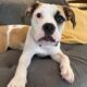 BREAKING: Elon Musk Adopts Rescue Dog Riggs from Happy Hearts Dog Rescue in Austin