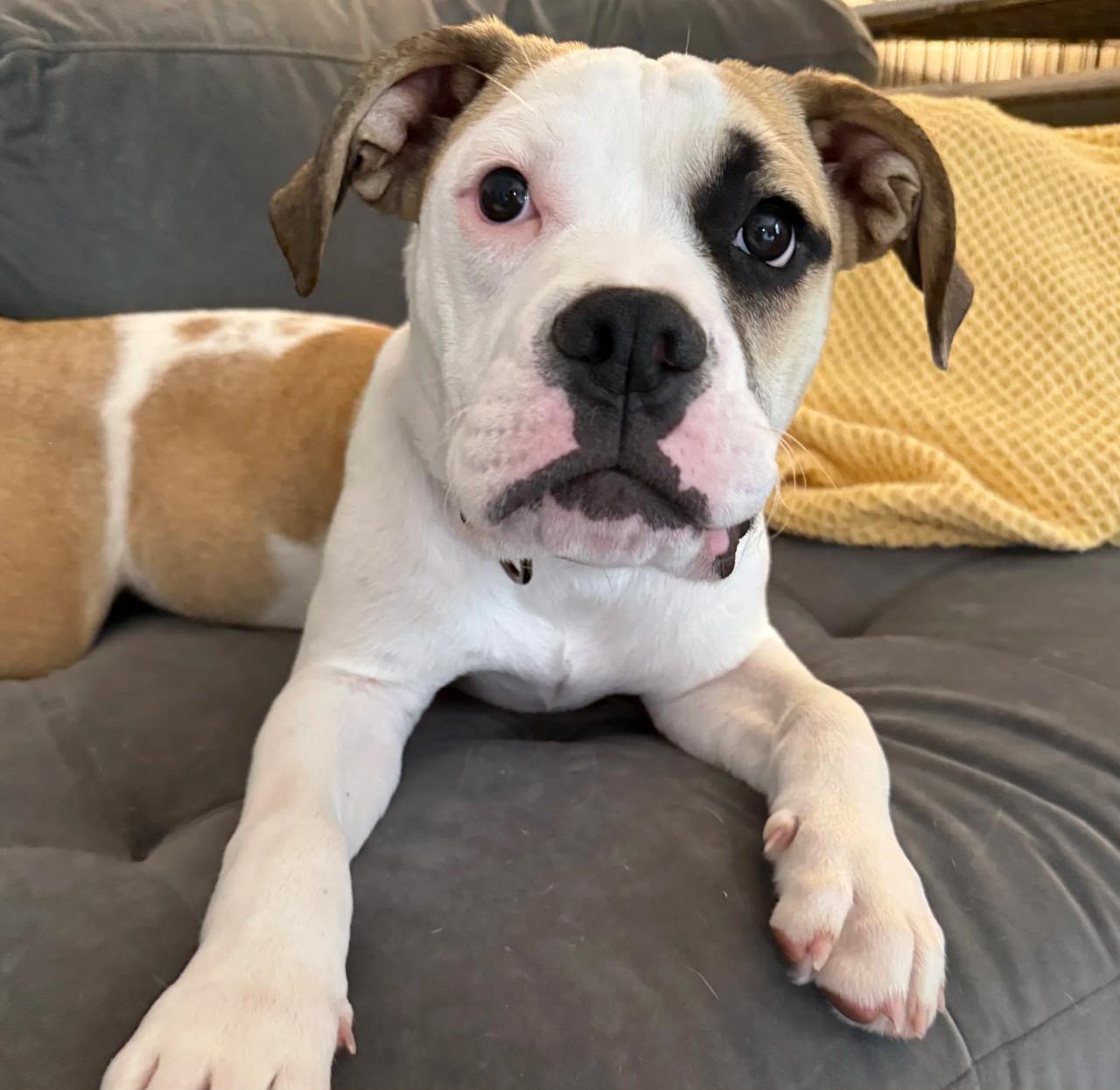 BREAKING: Elon Musk Adopts Rescue Dog Riggs from Happy Hearts Dog Rescue in Austin
