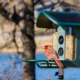 Kiwibit Bird