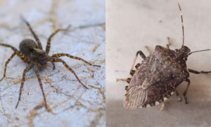Insect in House and Garden
