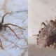 Insect in House and Garden