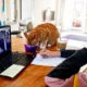 Face-to-Face Video Chat