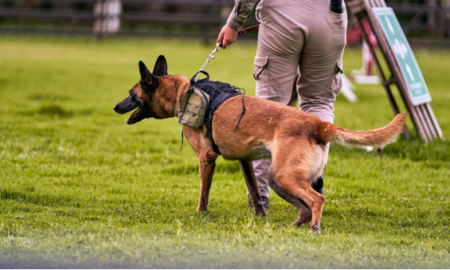 Why CPT Training Is Recommended for Professional Dog Training in Sandy Springs
