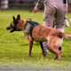 Why CPT Training Is Recommended for Professional Dog Training in Sandy Springs
