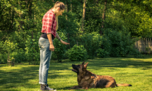 Why Custom Canine Unlimited Is a Trusted Choice for Dog Boarding and Training in Gainesville