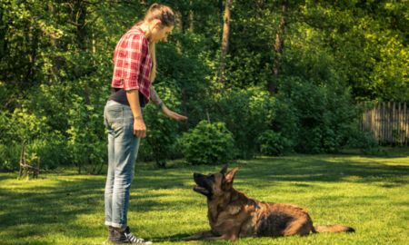 Why Custom Canine Unlimited Is a Trusted Choice for Dog Boarding and Training in Gainesville