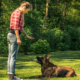 Why Custom Canine Unlimited Is a Trusted Choice for Dog Boarding and Training in Gainesville