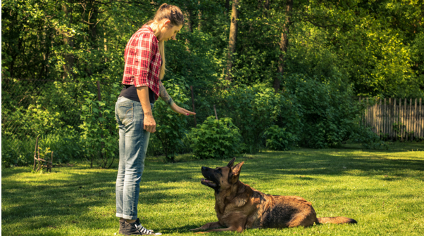 Why Custom Canine Unlimited Is a Trusted Choice for Dog Boarding and Training in Gainesville