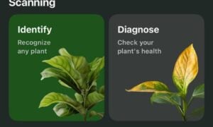 Online Plant Identifier