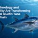 Global Bluefin Tuna Supply Chain