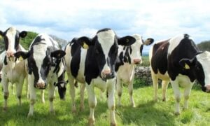 Australian dairy cattle