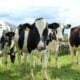 Australian dairy cattle
