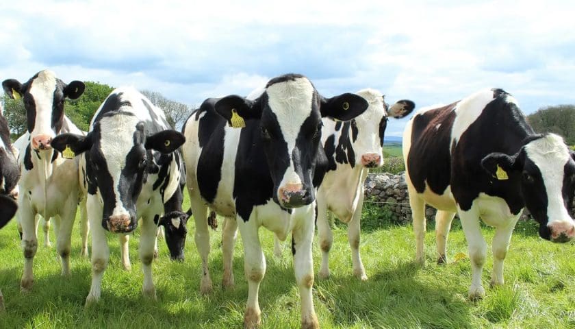 Australian dairy cattle