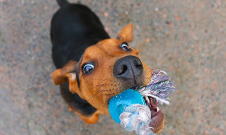 Play with Your Dog the Right Way