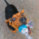Play with Your Dog the Right Way
