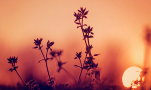 The Strength of Stillness