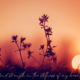 The Strength of Stillness
