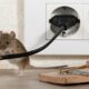 Home Cameras and Activity Records to Assess a Suspected Rodent Problem