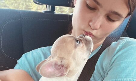 Rescue French Bulldogs