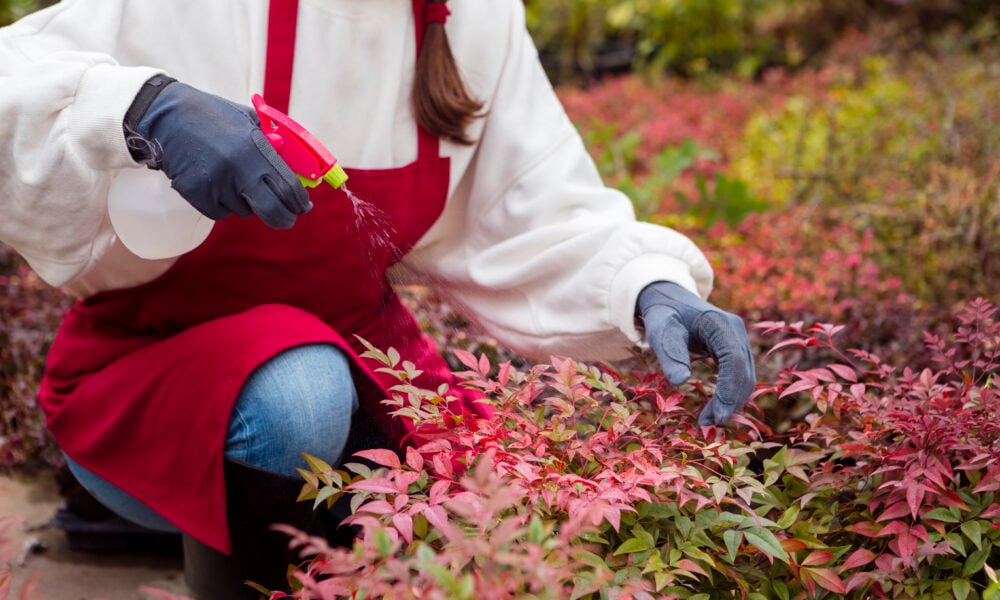 How to Plant and Care for an Autumn Blaze Maple: A Step-by-Step Guide for US Homeowners