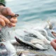 Right Fish Processing Equipment Suppliers