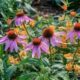 Restoring Balance: How Native Plants Clean Soil, Purify Air, and Rebuild Ecosystems