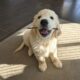 Family-Run Chomp & Chew Invests in Sustainability