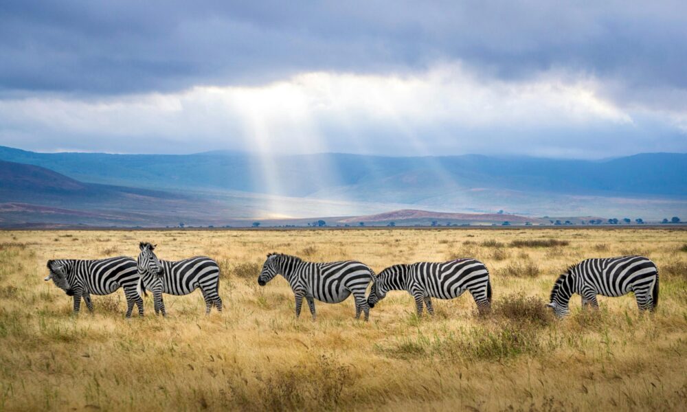 Discover the Beauty of Tanzania Through an Unforgettable Safari