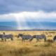Beauty of Tanzania Through an Unforgettable Safari