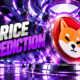 SHIBA OCT (12)
