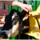 Livestock Equipment Around Daily Work and Animal Movement