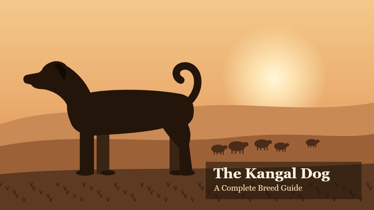 Kangal dog breed guarding sheep at sunset