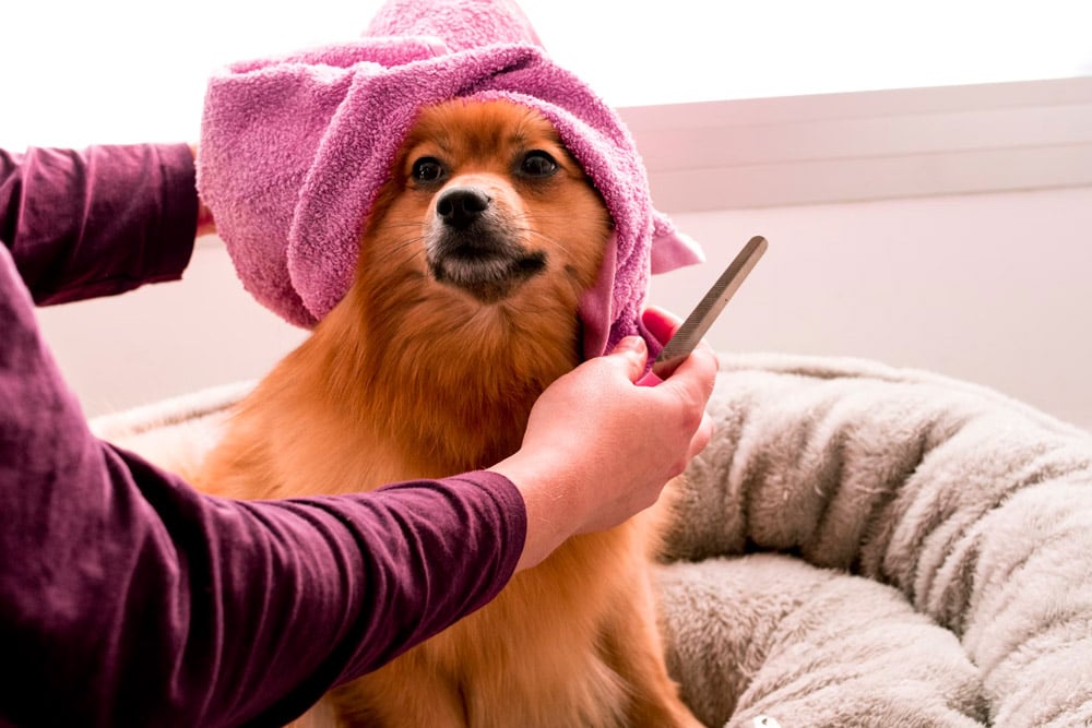 Prepare Your Dog for a Grooming Appointment